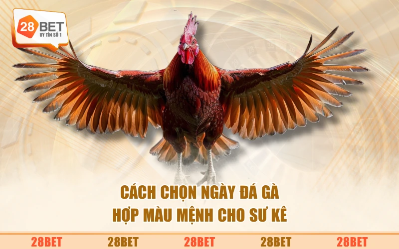 Cách chọn ngày đá gà hợp màu mệnh cho sư kê