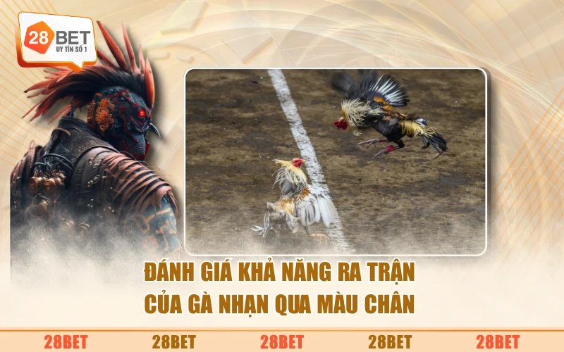 Đánh giá khả năng ra trận của gà nhạn qua màu chân