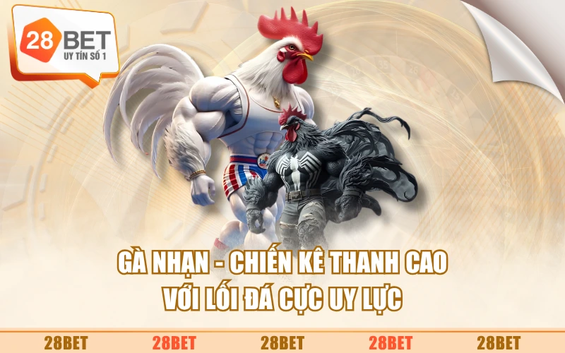 Gà Nhạn - Chiến Kê Thanh Cao Với Lối Đá Cực Uy Lực
