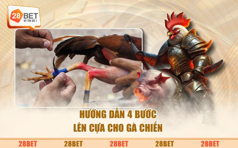 Hướng dẫn 4 bước lên cựa cho gà chiến