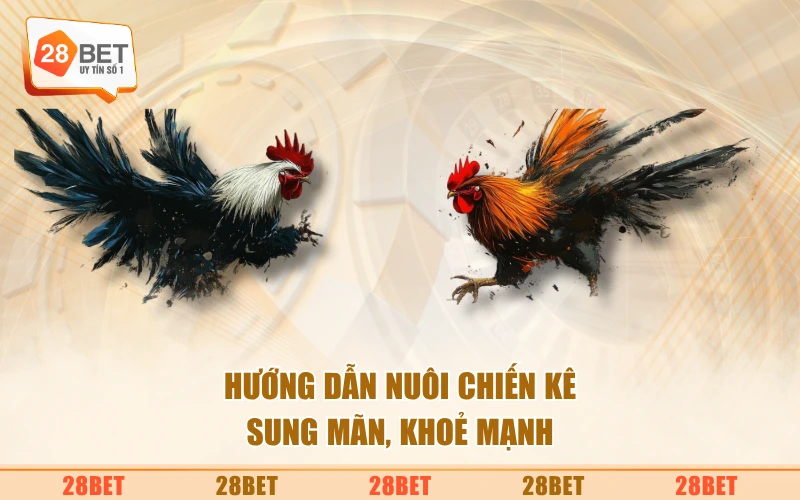 Hướng dẫn nuôi chiến kê sung mãn, khoẻ mạnh