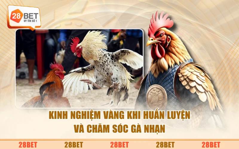 Kinh nghiệm vàng khi huấn luyện và chăm sóc gà nhạn