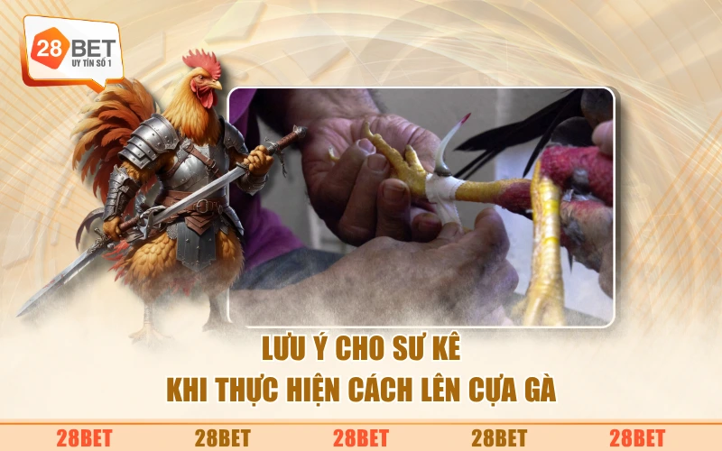 Lưu ý cho sư kê khi thực hiện cách lên cựa gà