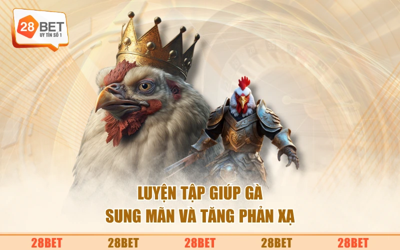 Luyện tập giúp gà sung mãn và tăng phản xạ