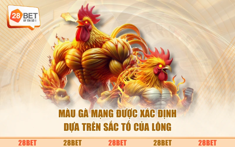 Màu gà mạng được xác định dựa trên sắc tố của lông