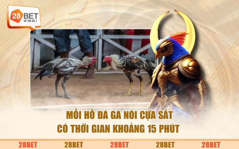 Mỗi hồ đá gà nòi cựa sắt có thời gian khoảng 15 phút